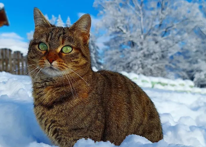 ファームステイ Lamplhof